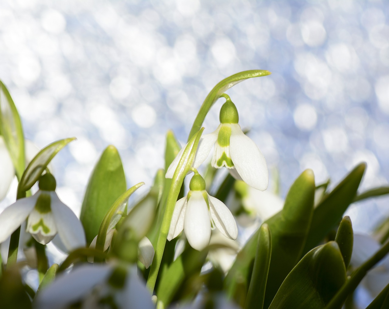 snowdrops snowdrop spring free photo