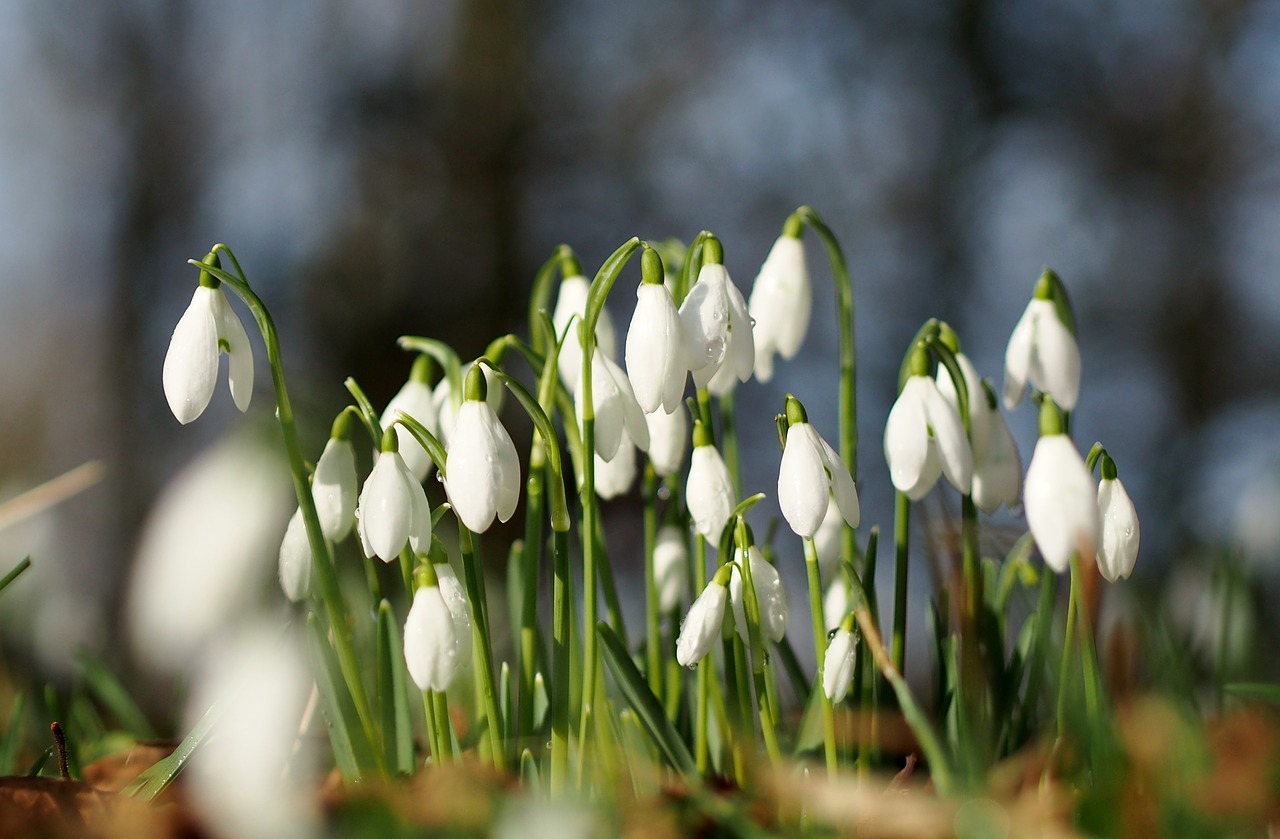 snowdrops flower floral free photo