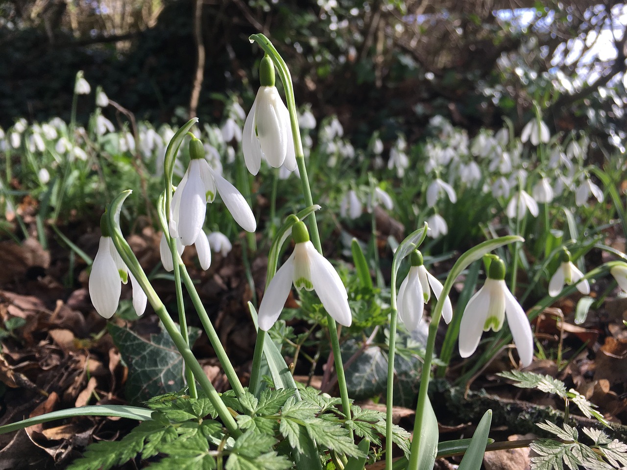 snowdrops spring flowers free photo