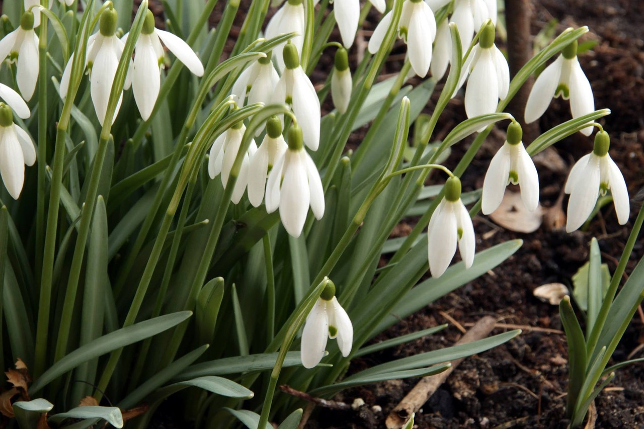 snowdrops spring flowers free photo