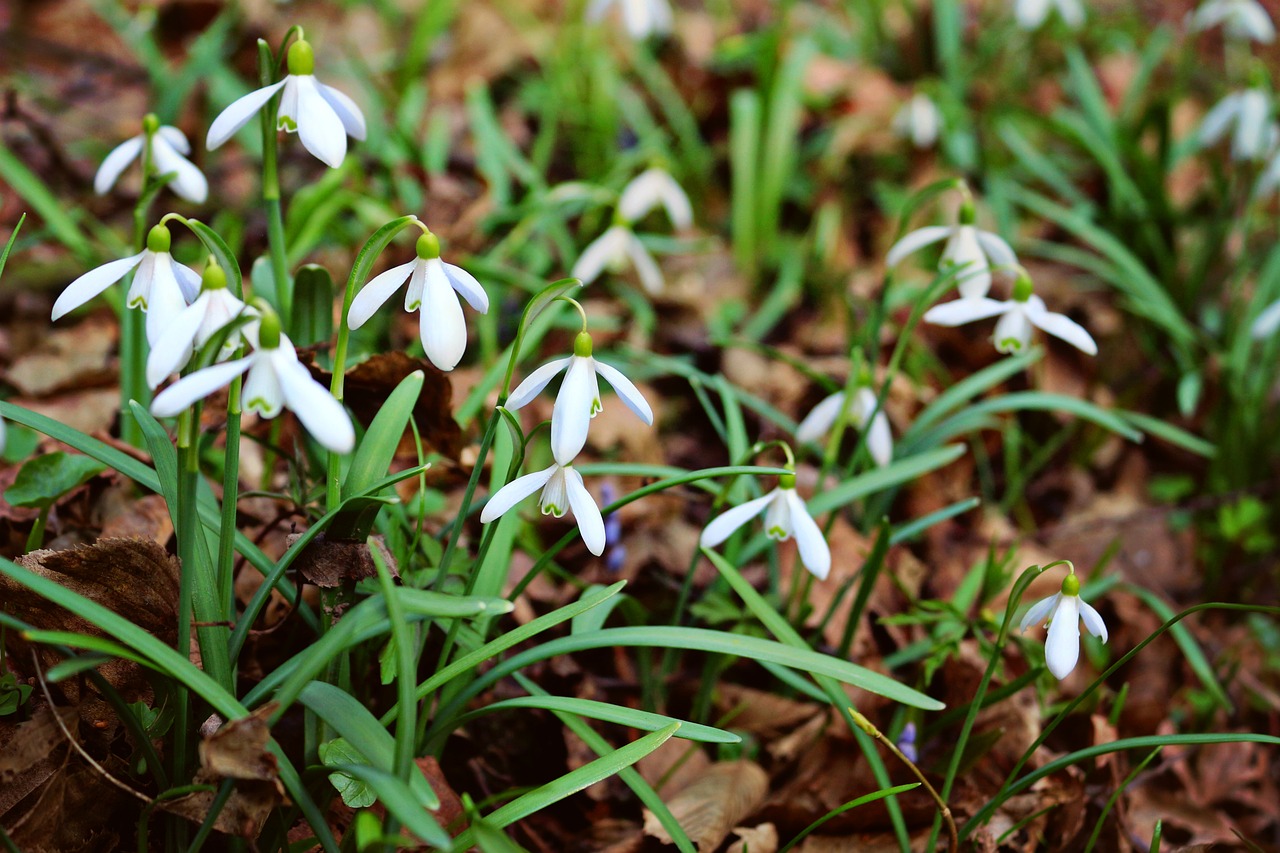 snowdrops plants nature free photo