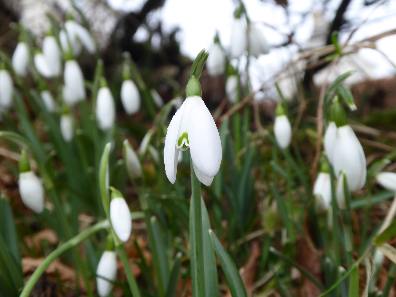 snowdrops flowers spring free photo