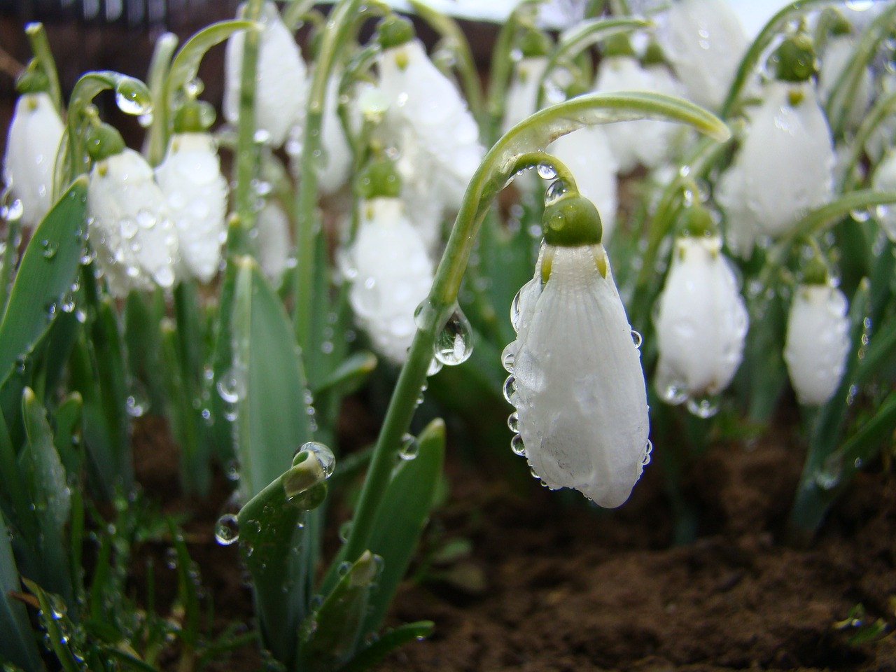 snowdrops white nature free photo