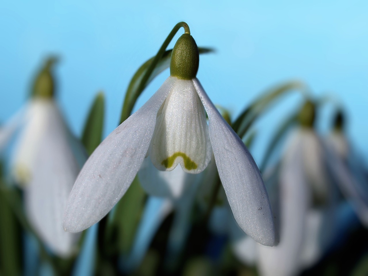 snowdrops flowers winter free photo