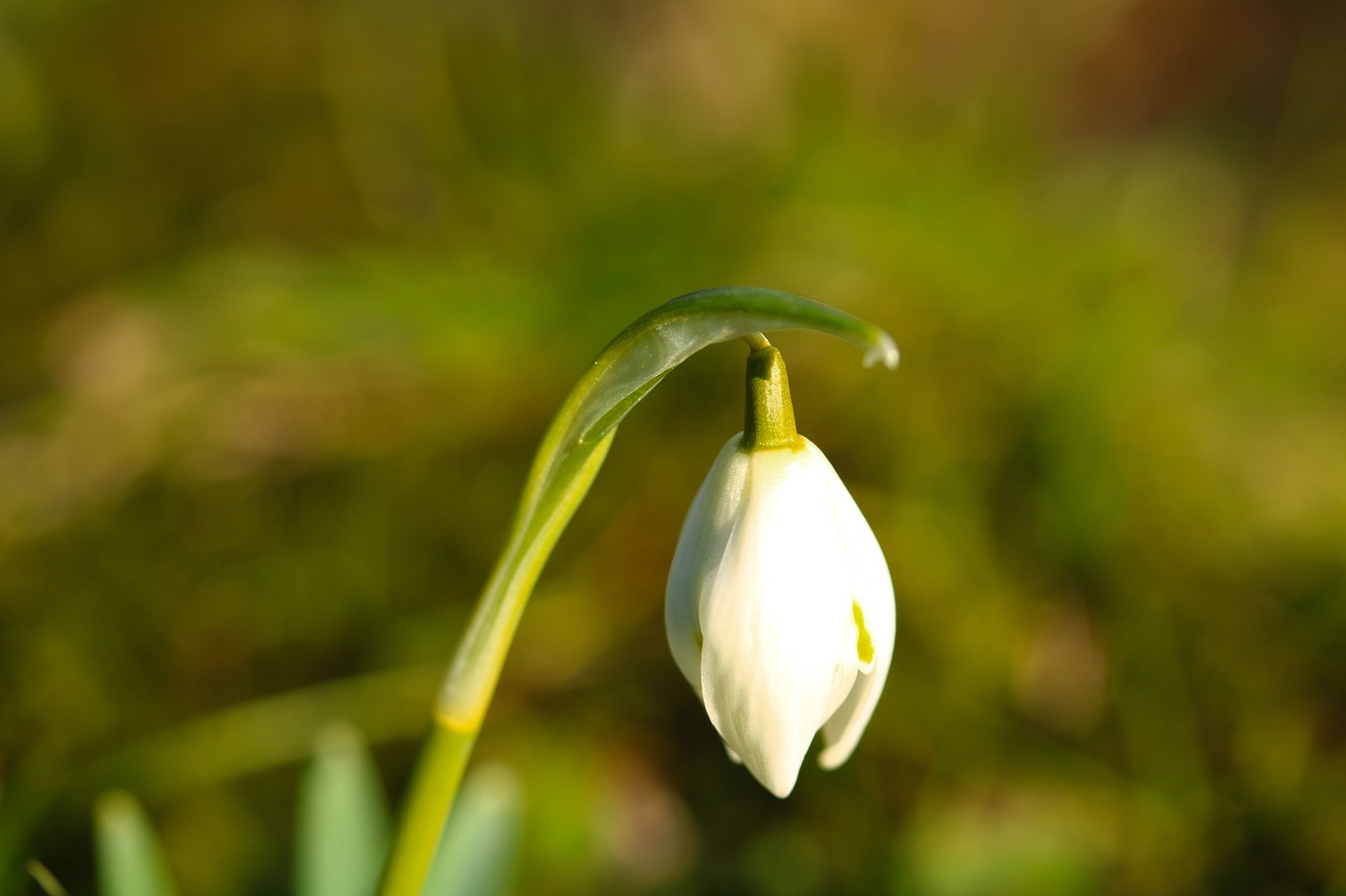 snowdrops spring flower vernal free photo