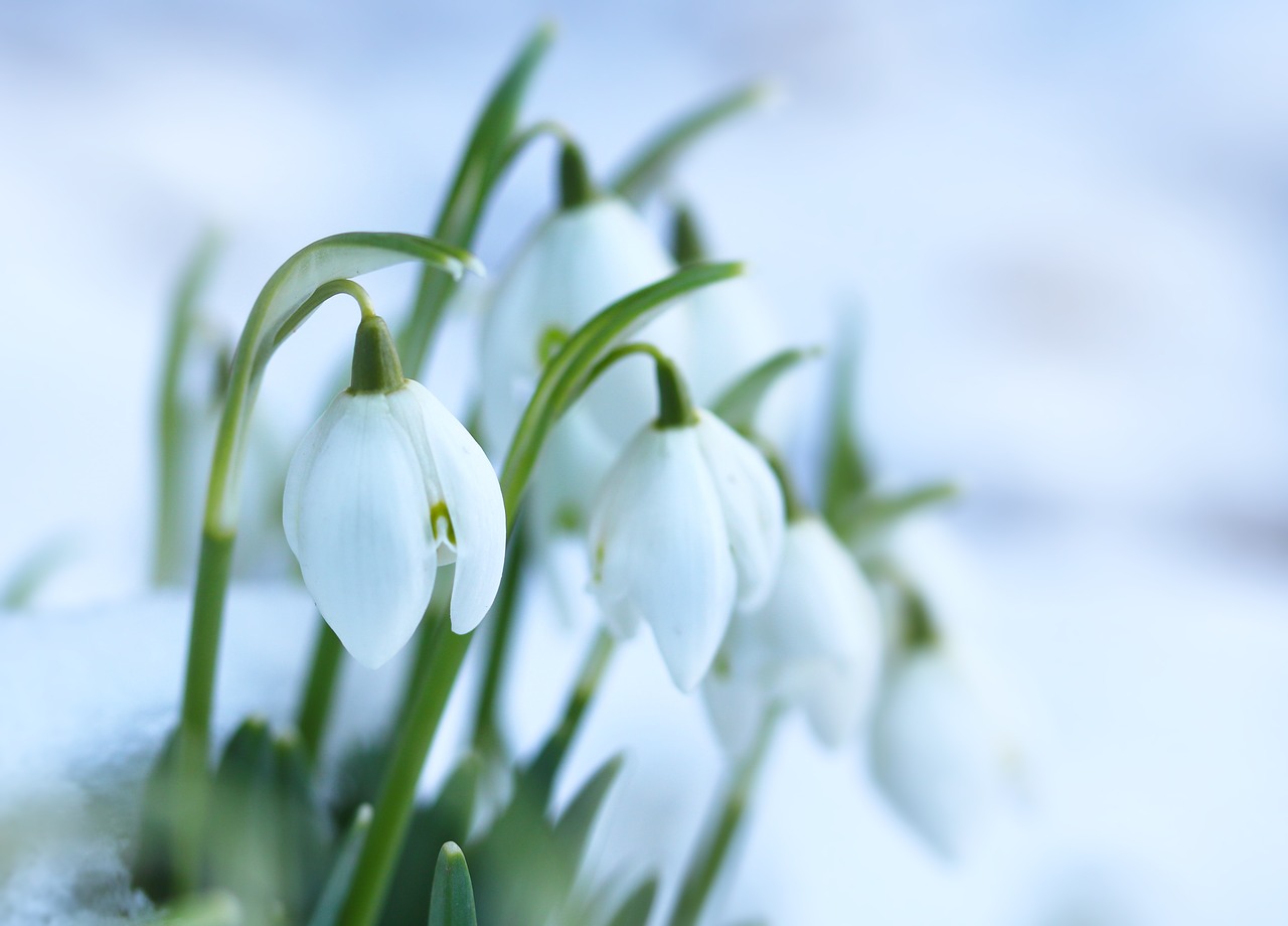 snowdrops spring flowers flower bulbs free photo