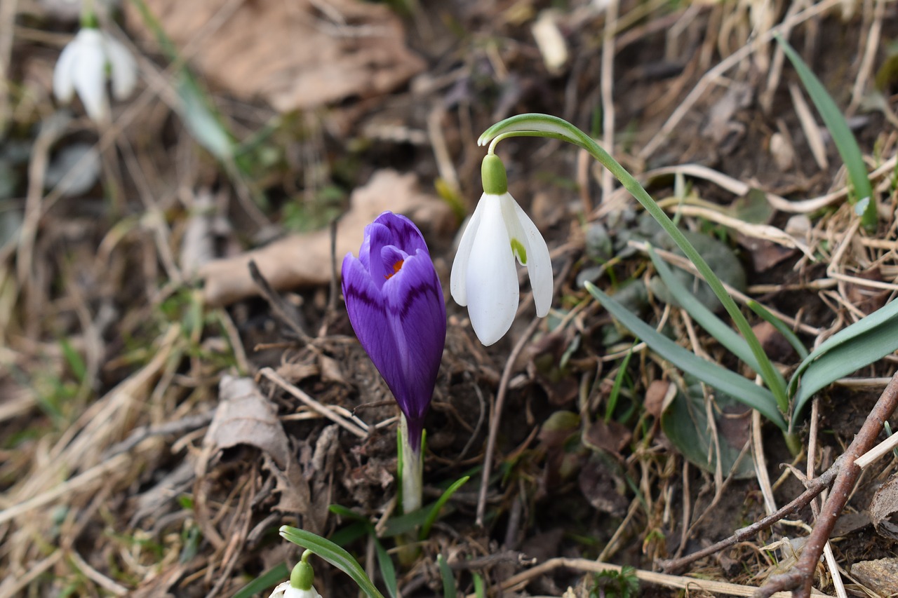 snowdrops nature flower free photo