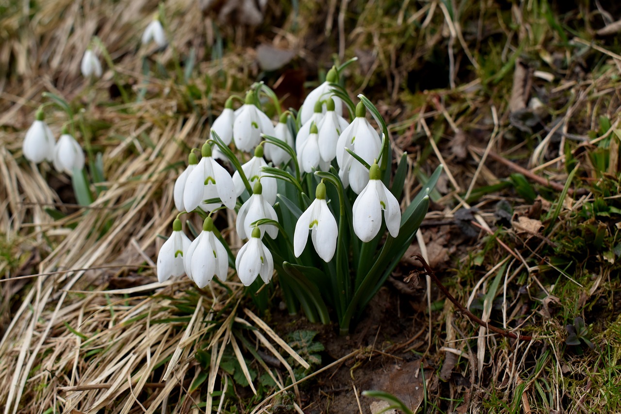 snowdrops nature flower free photo