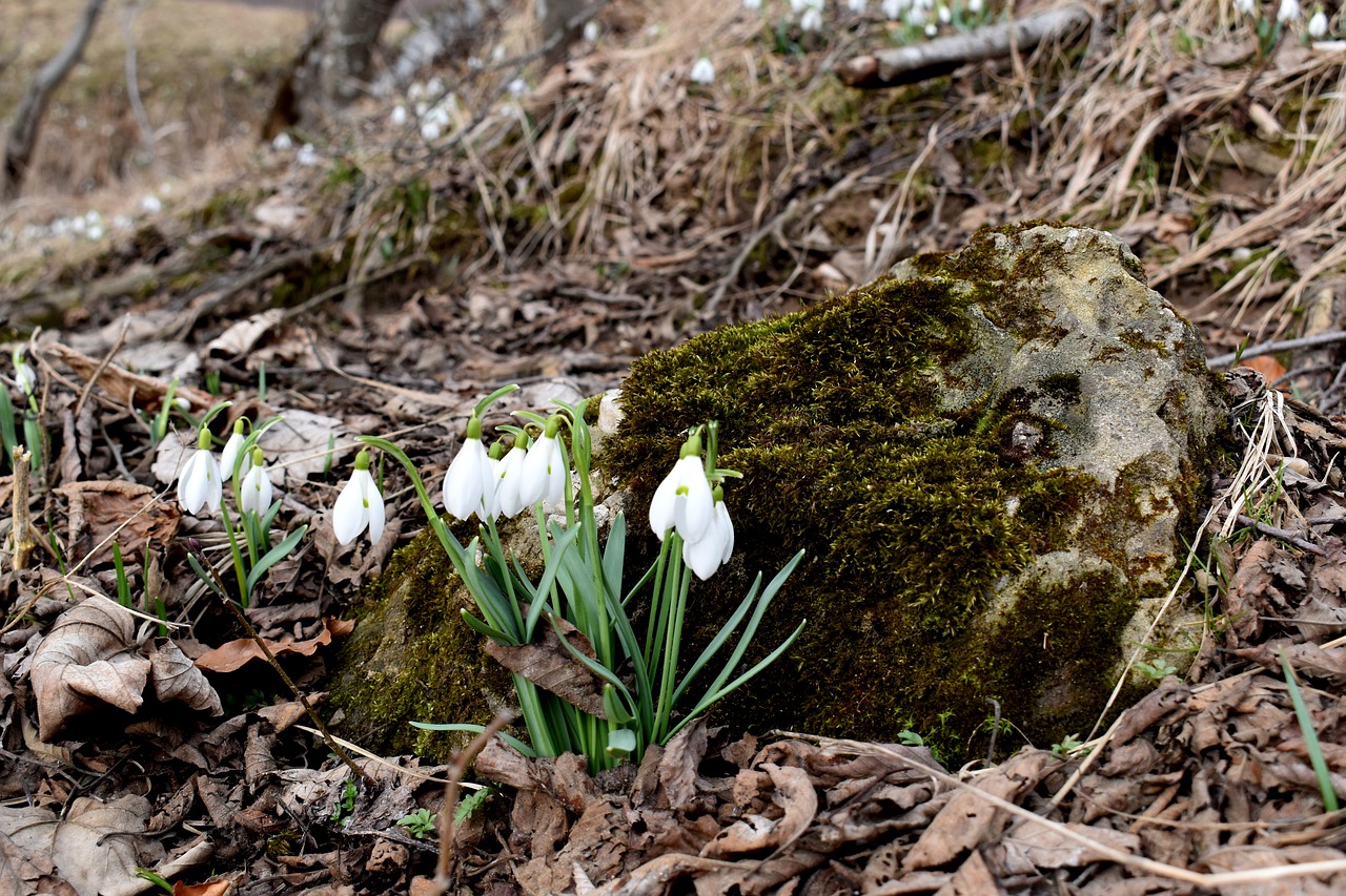 snowdrops nature flora free photo