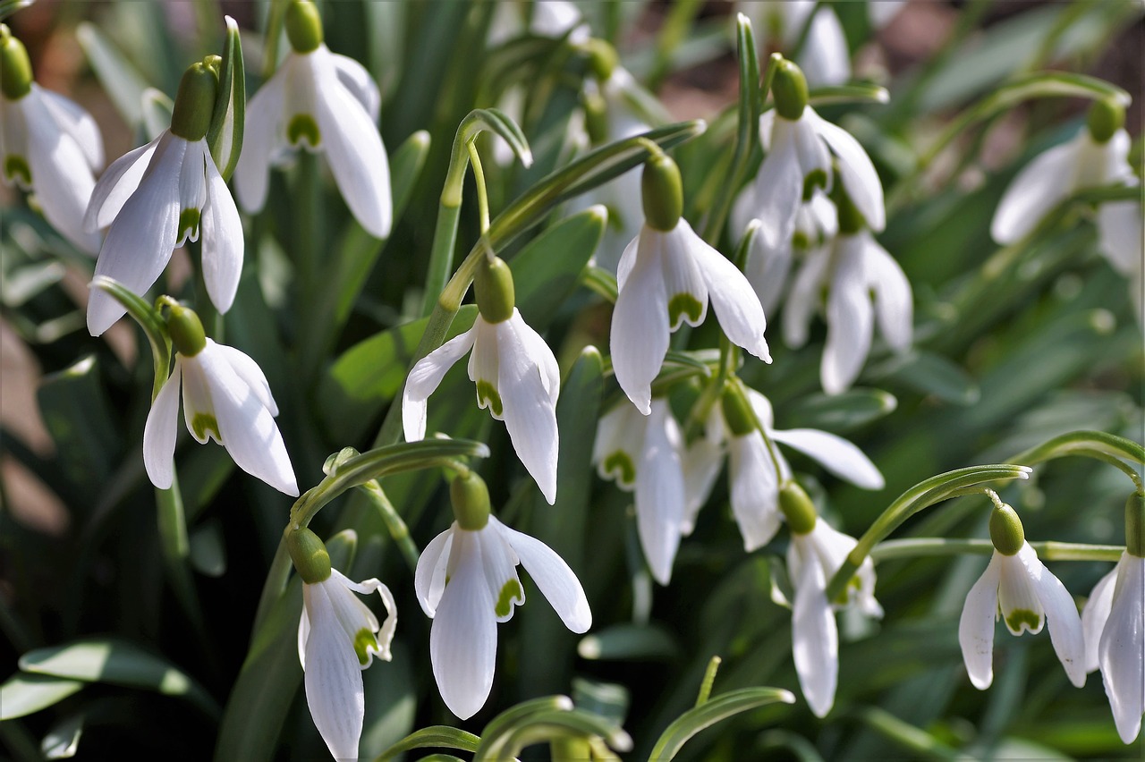 snowdrops snowdrop flower bulbs free photo