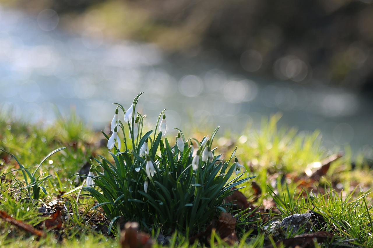 snowdrops  plants  flower bulbs free photo