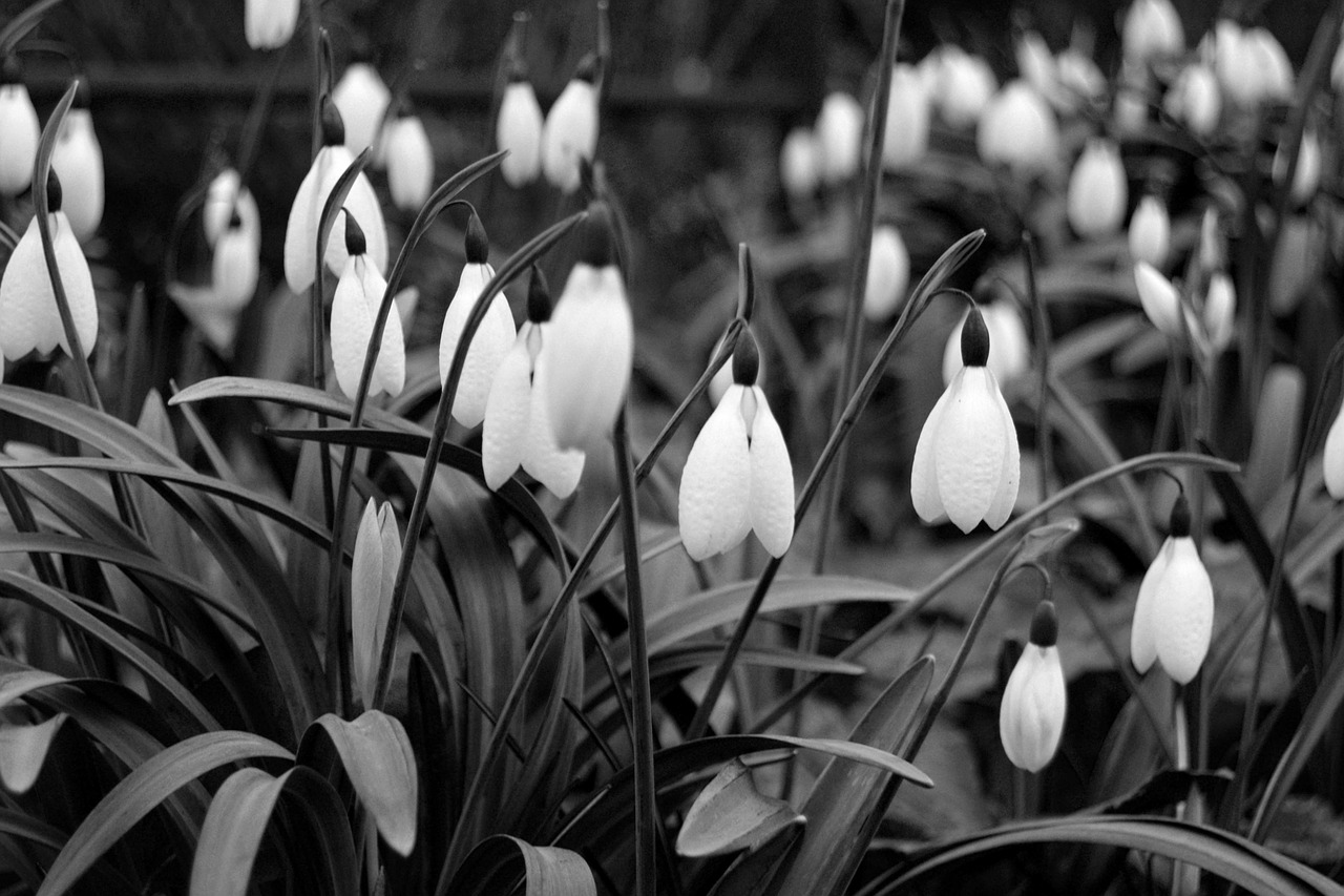 snowdrops  flowers  black and white free photo