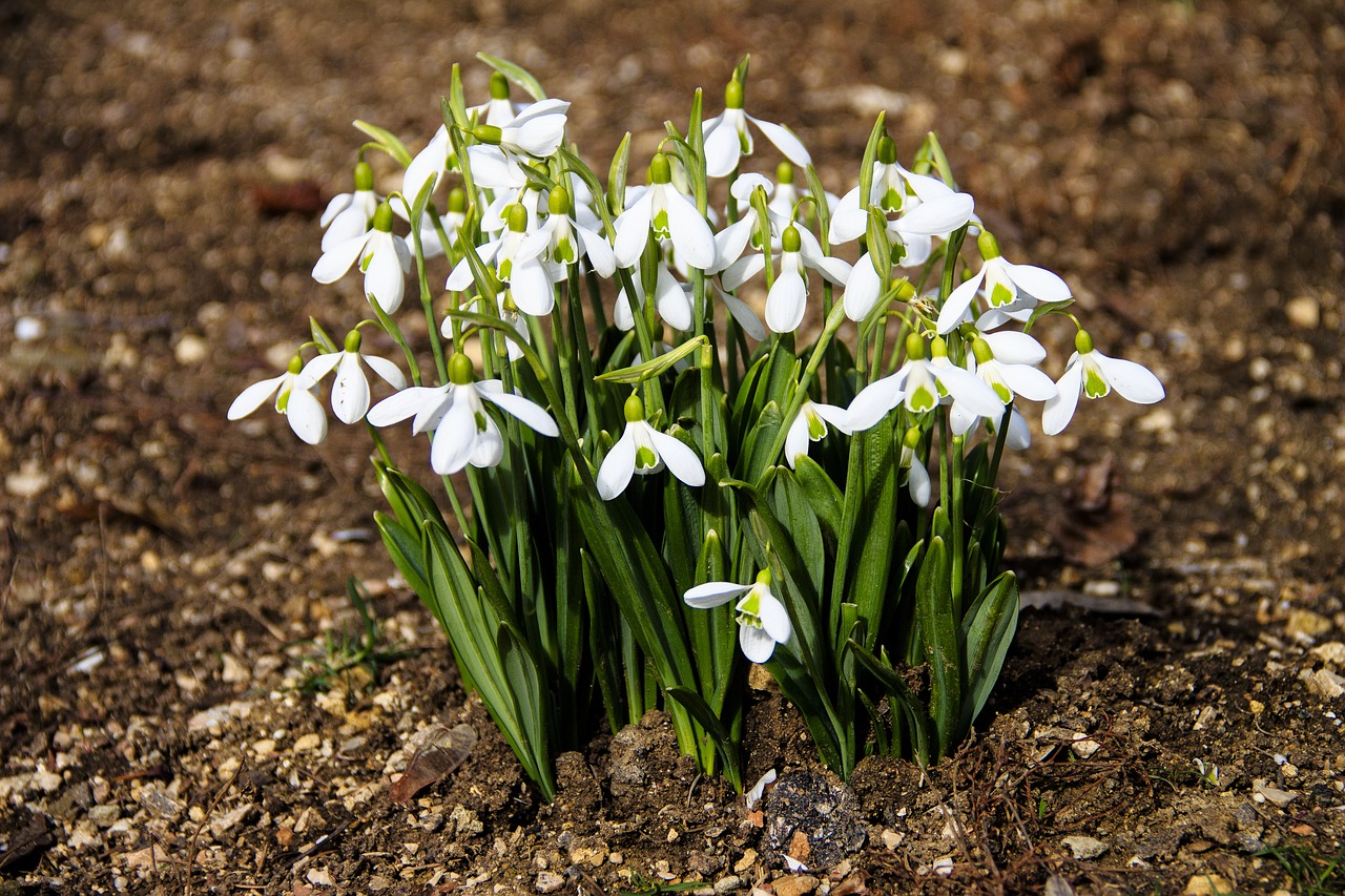 snowdrops  flowers  primroses free photo