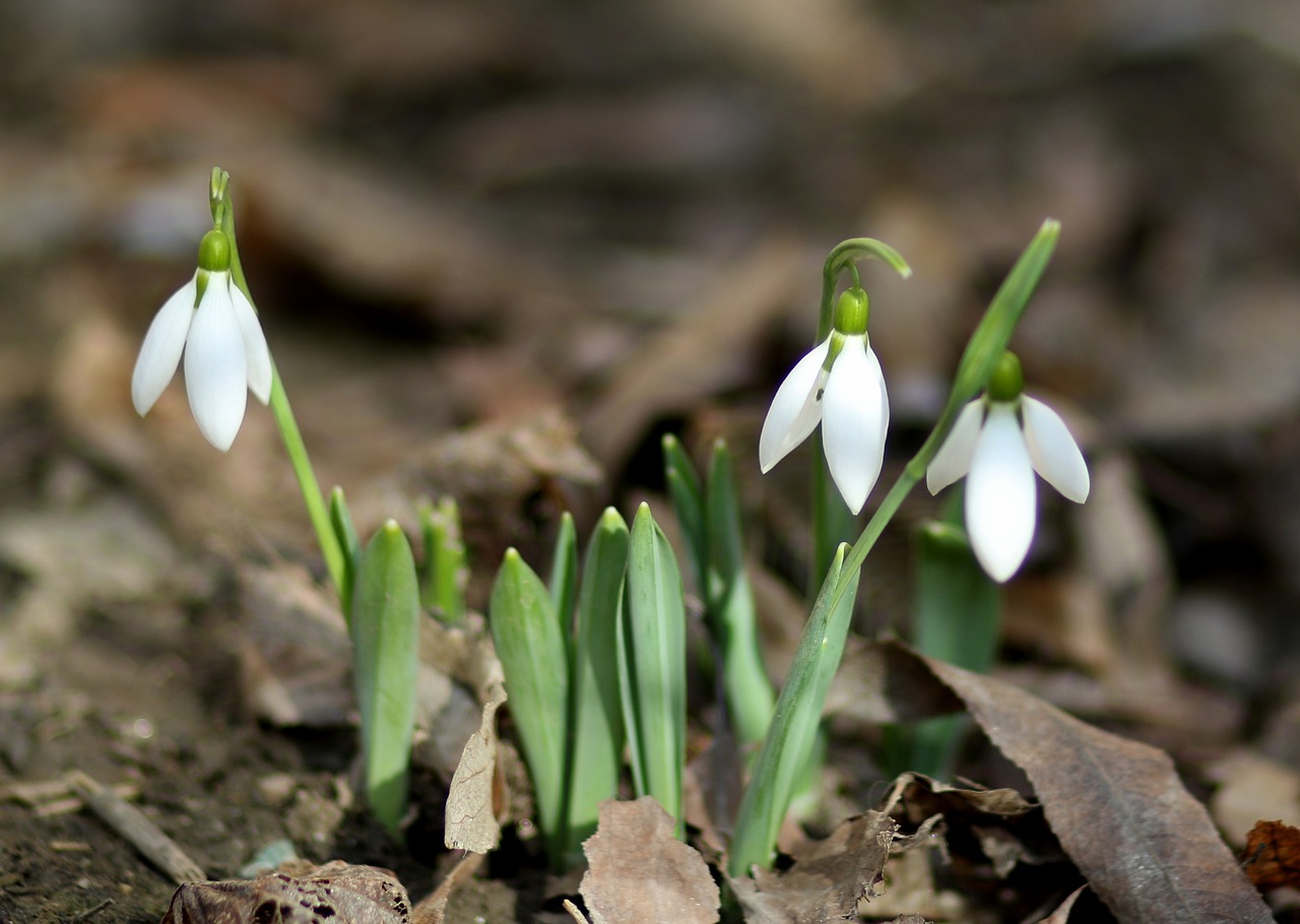 snowdrops  flower  white free photo