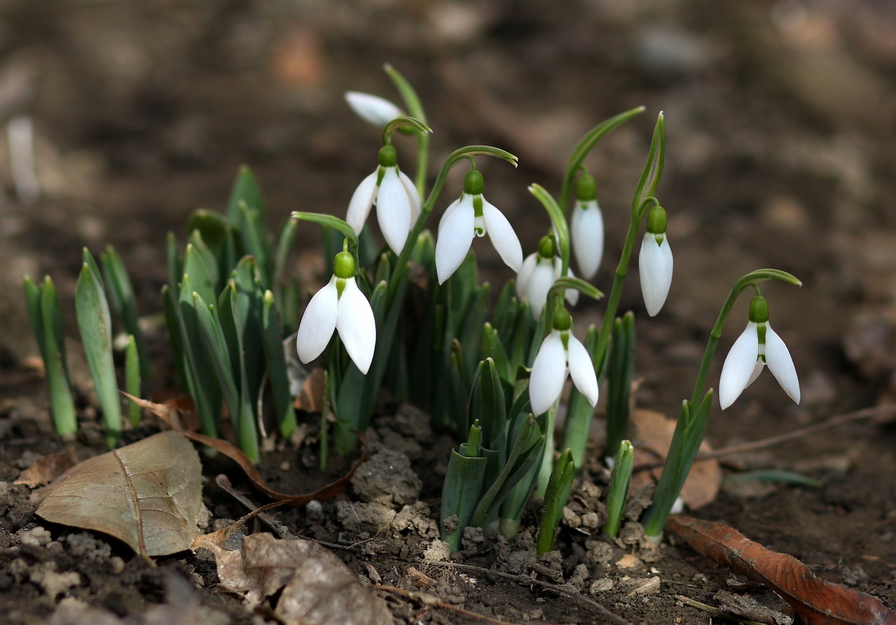 snowdrops  flower  white free photo