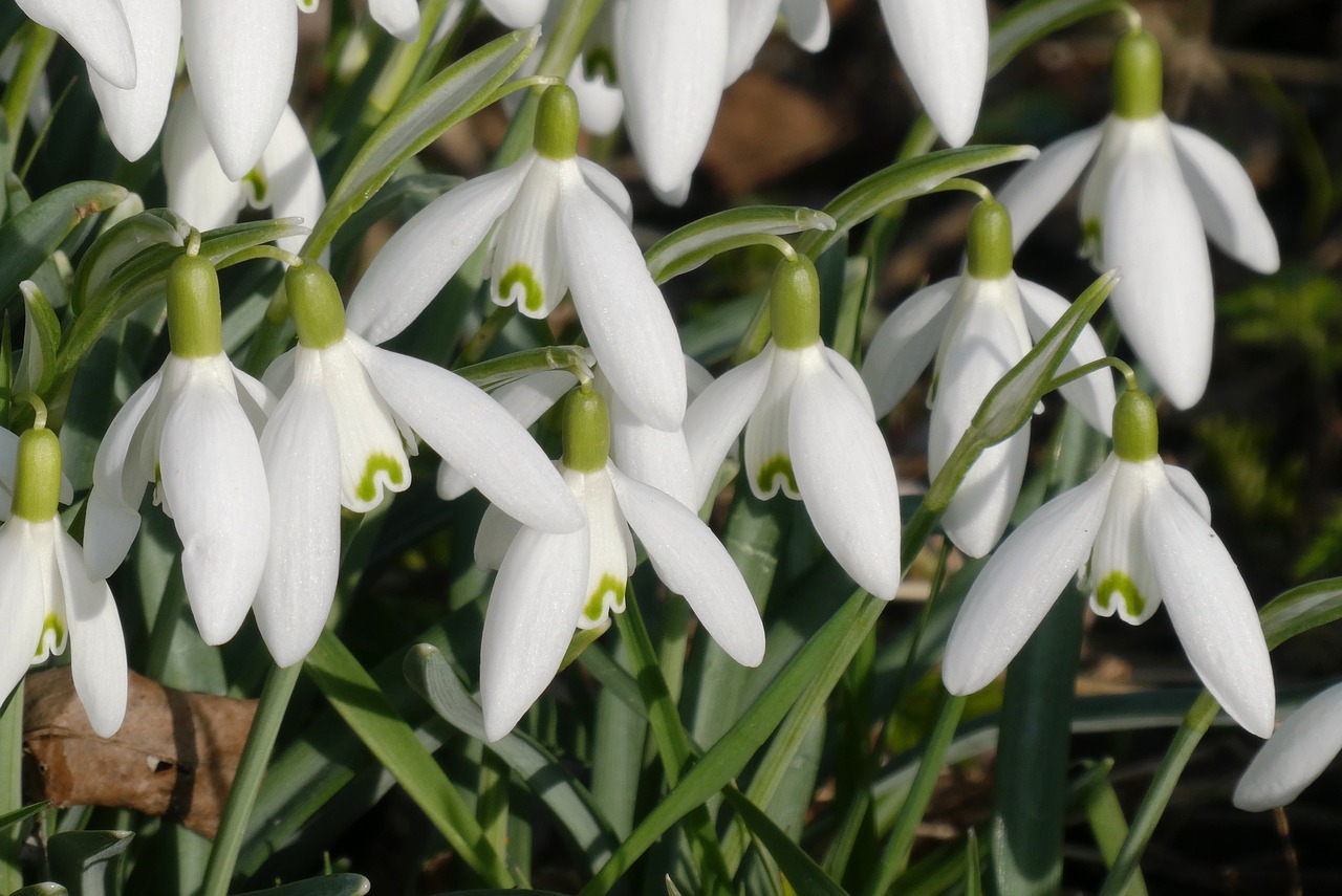 snowdrops  spring  spring flower free photo