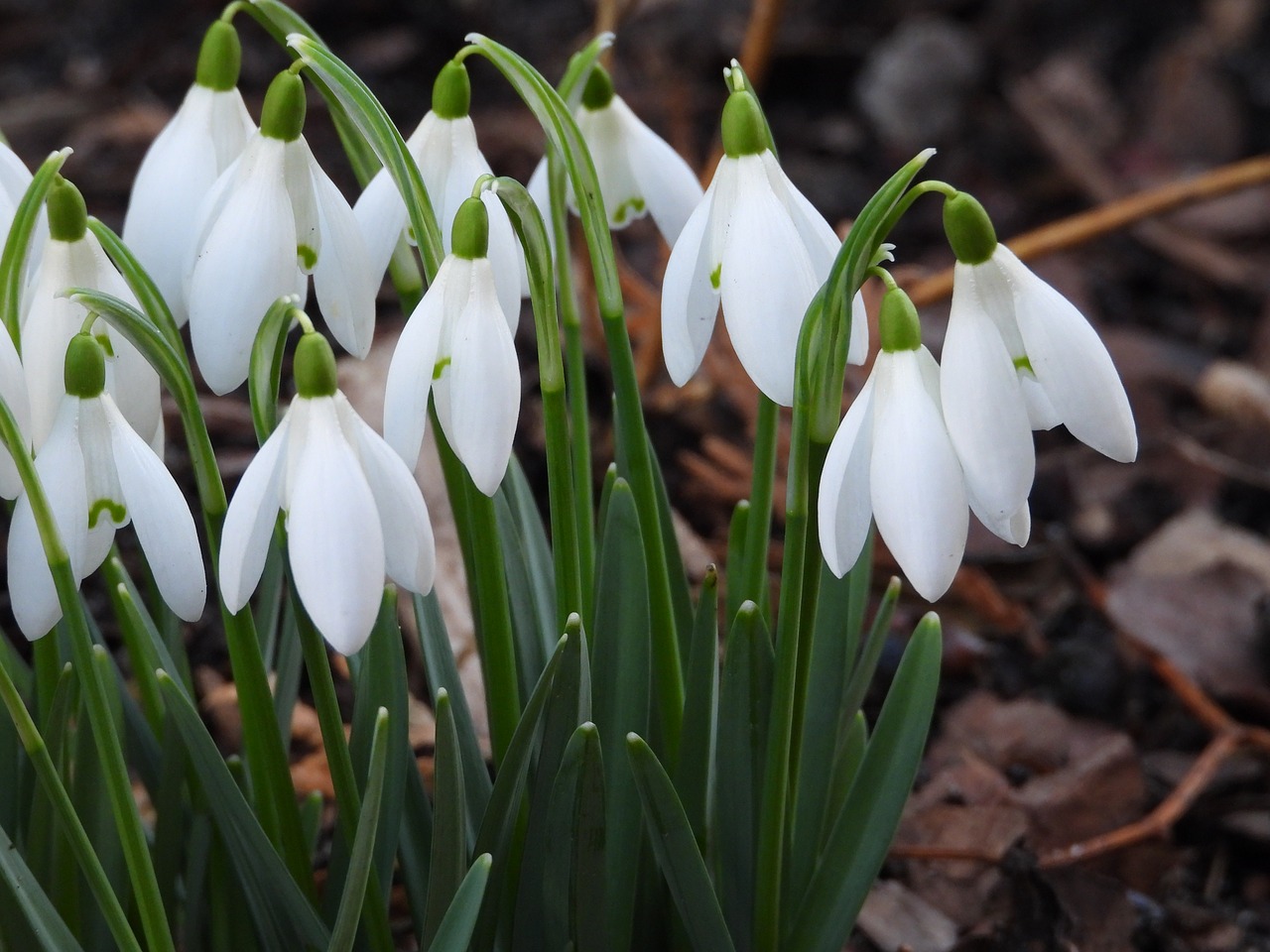 snowdrops  early spring  plant free photo