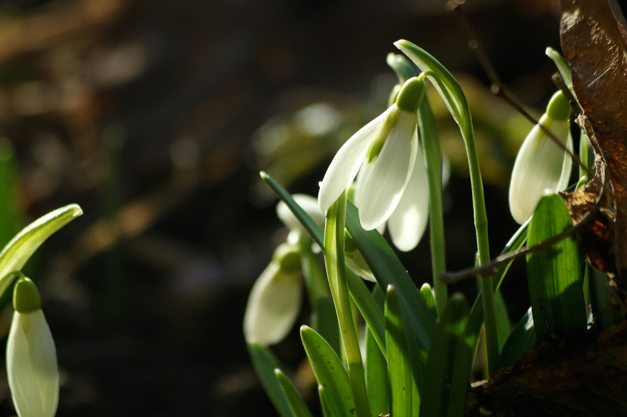 snowdrops  plants  flower free photo