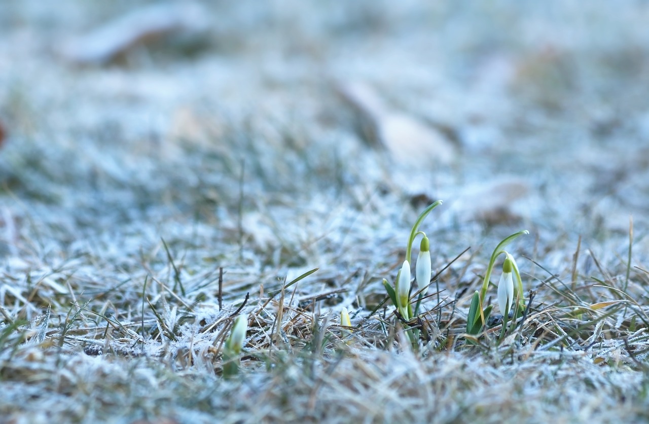 snowdrops  flower bulbs  spring flowers free photo