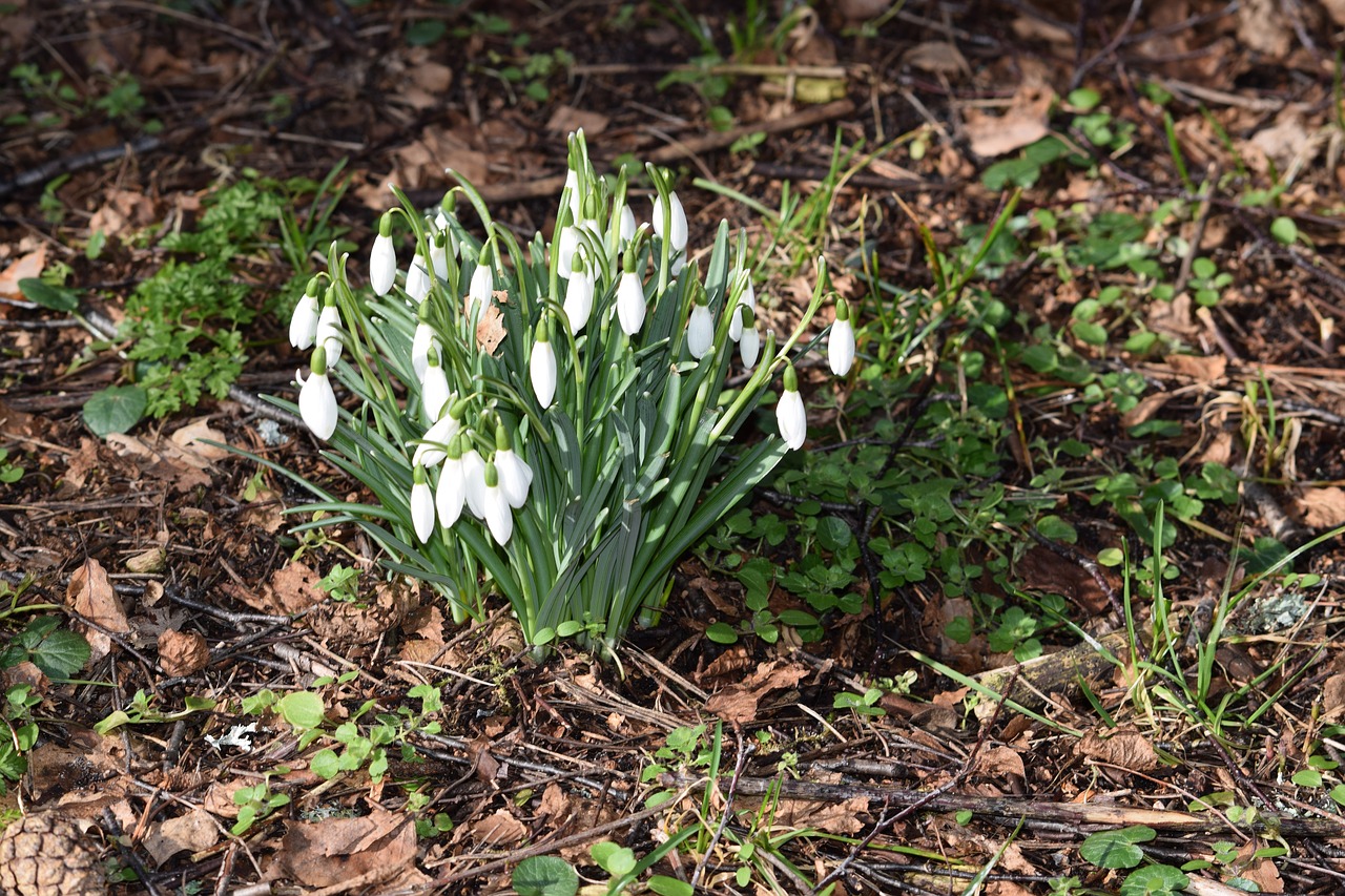 snowdrops  our characters  flowers free photo