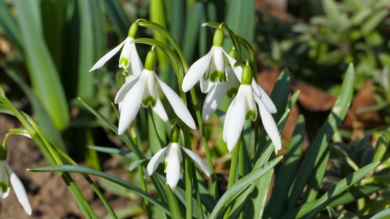 snowdrops  flowers  spring free photo