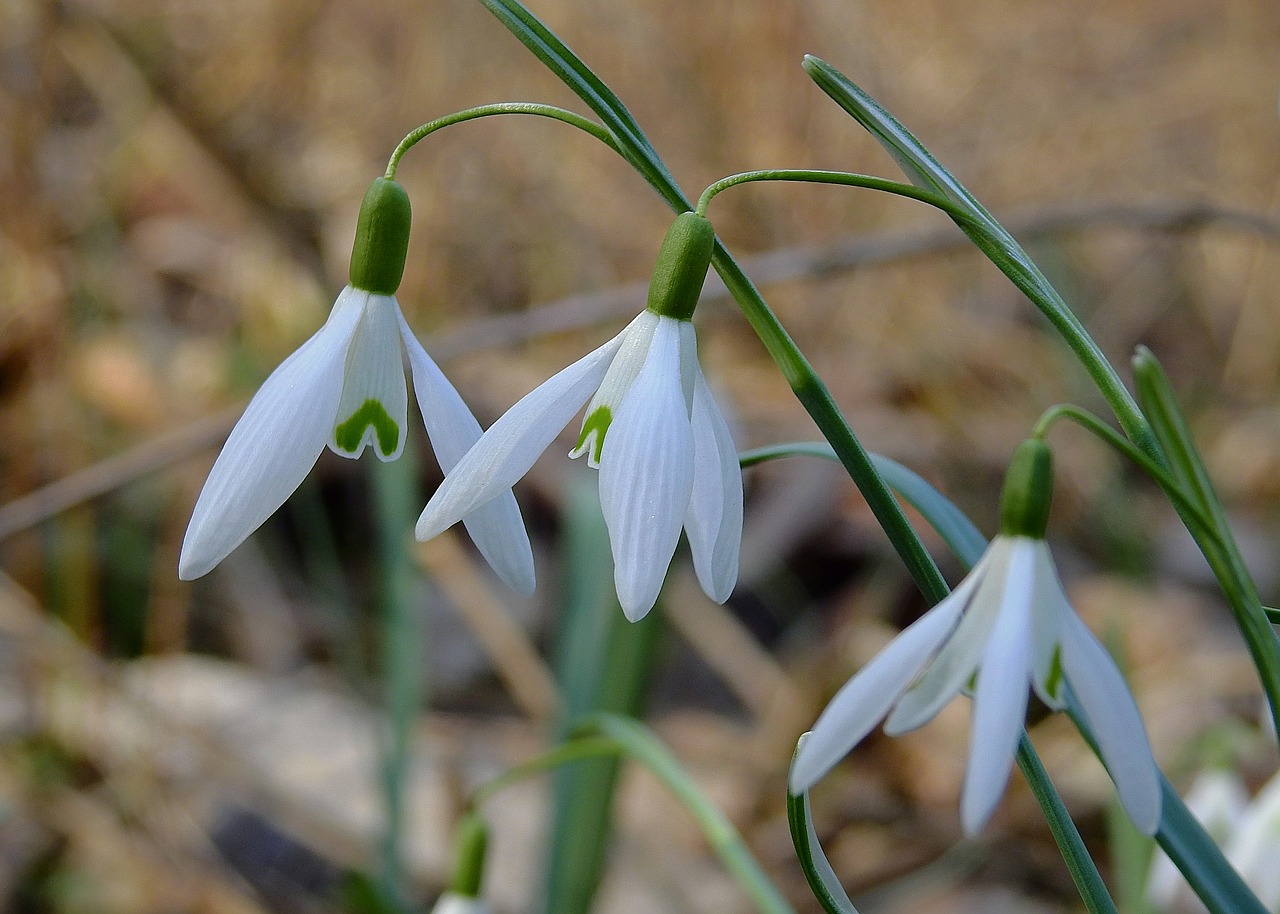 snowdrops  early spring  nature free photo