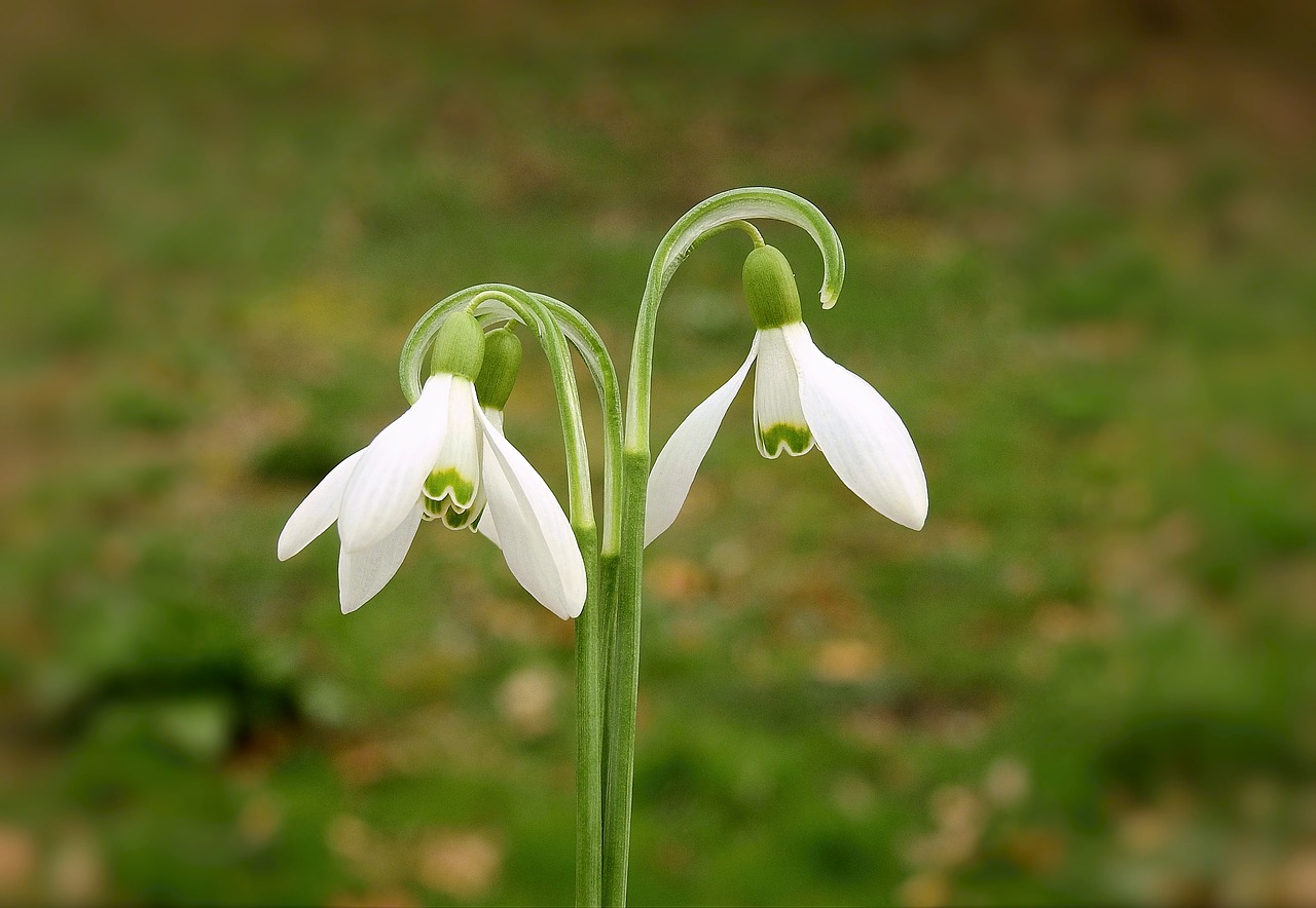 snowdrops  nature  beauty free photo