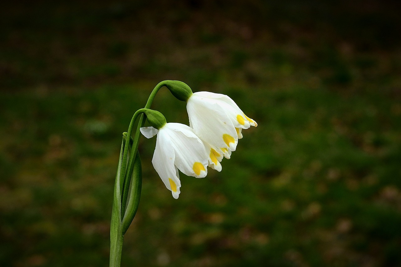 snowdrops  para  white free photo