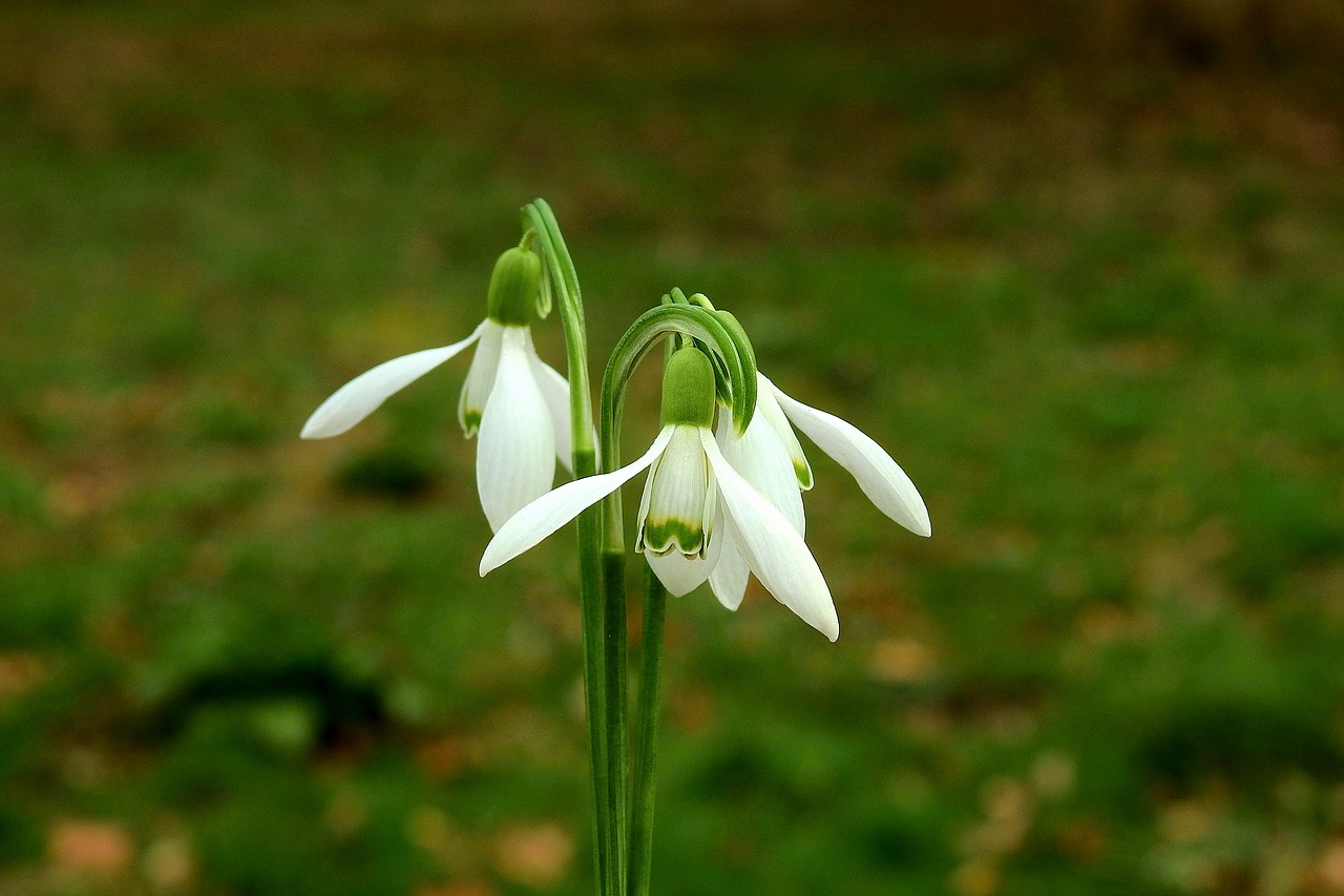 snowdrops  spring  flowers free photo