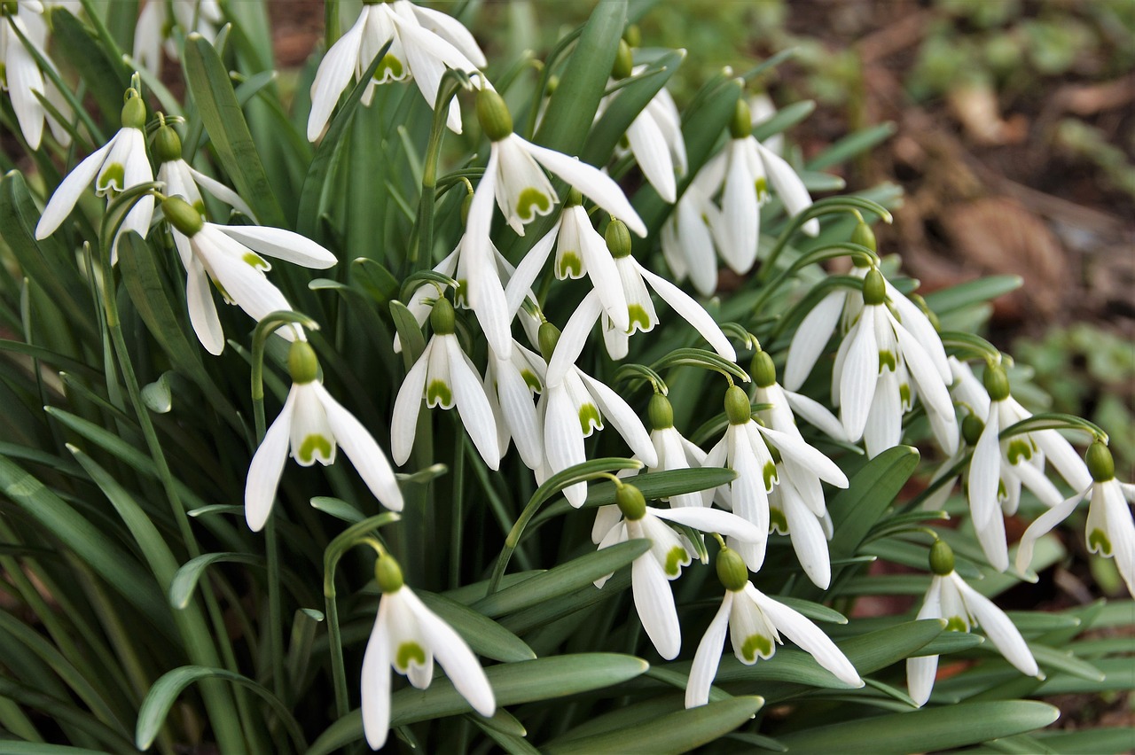 snowdrops  vernal  cluster free photo