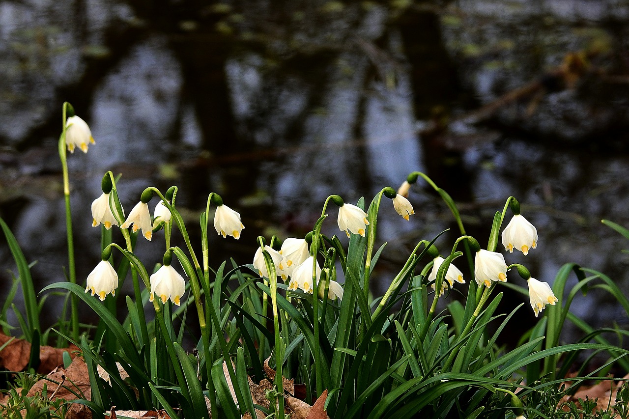 snowdrops  pond  white free photo