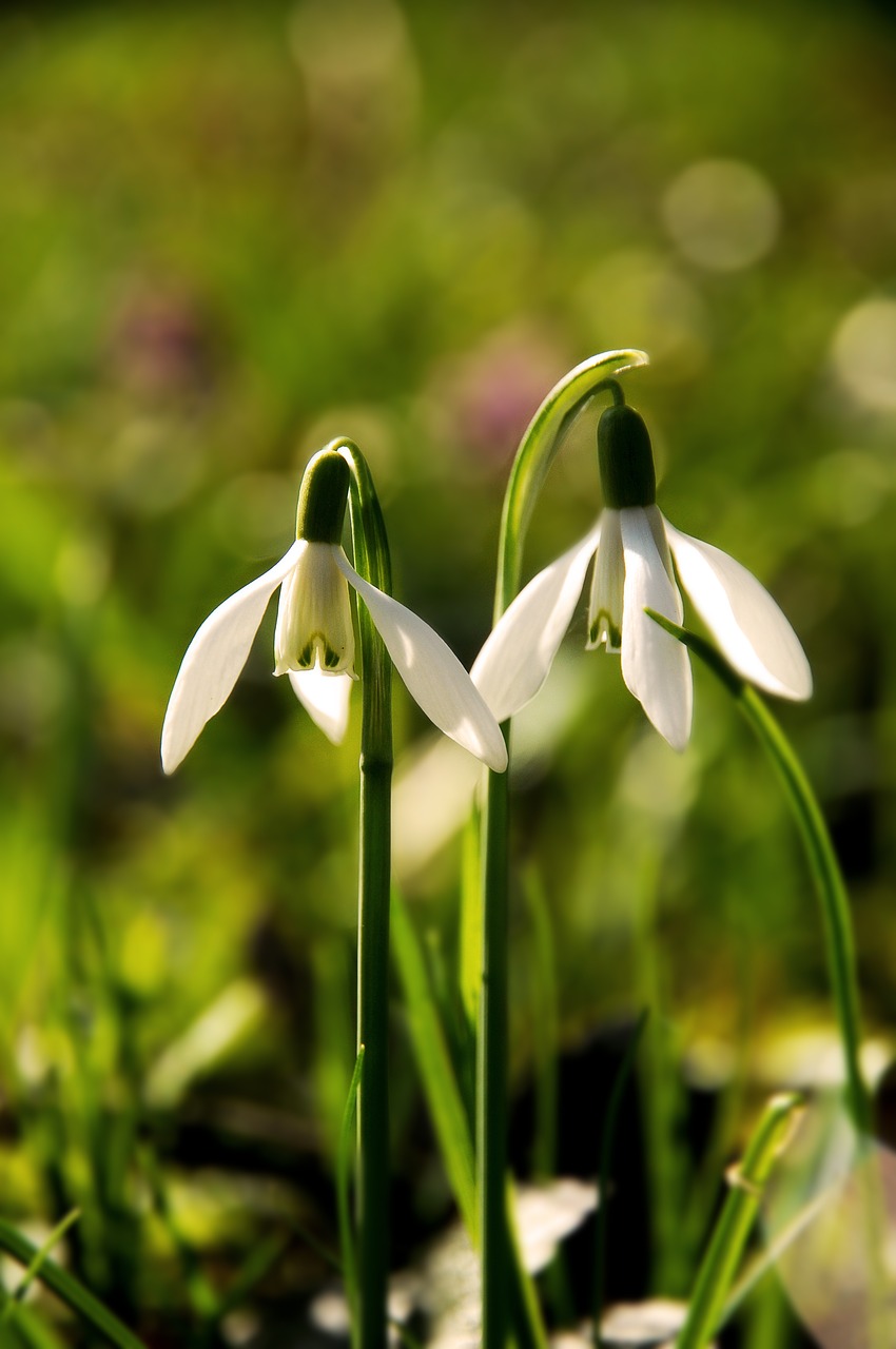 snowdrops  flower  plant free photo