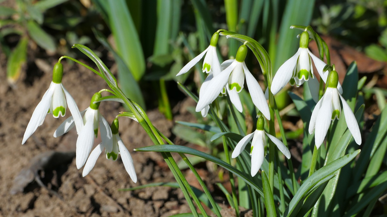 snowdrops  flowers  spring free photo