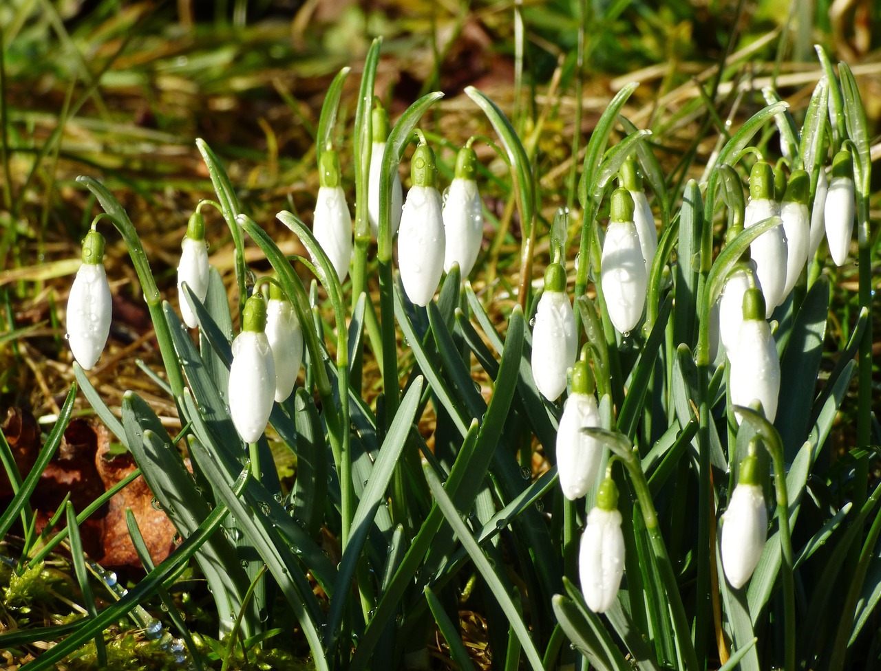 snowdrops flowers spring free photo