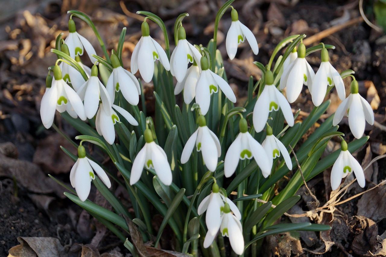 snowdrops spring white free photo