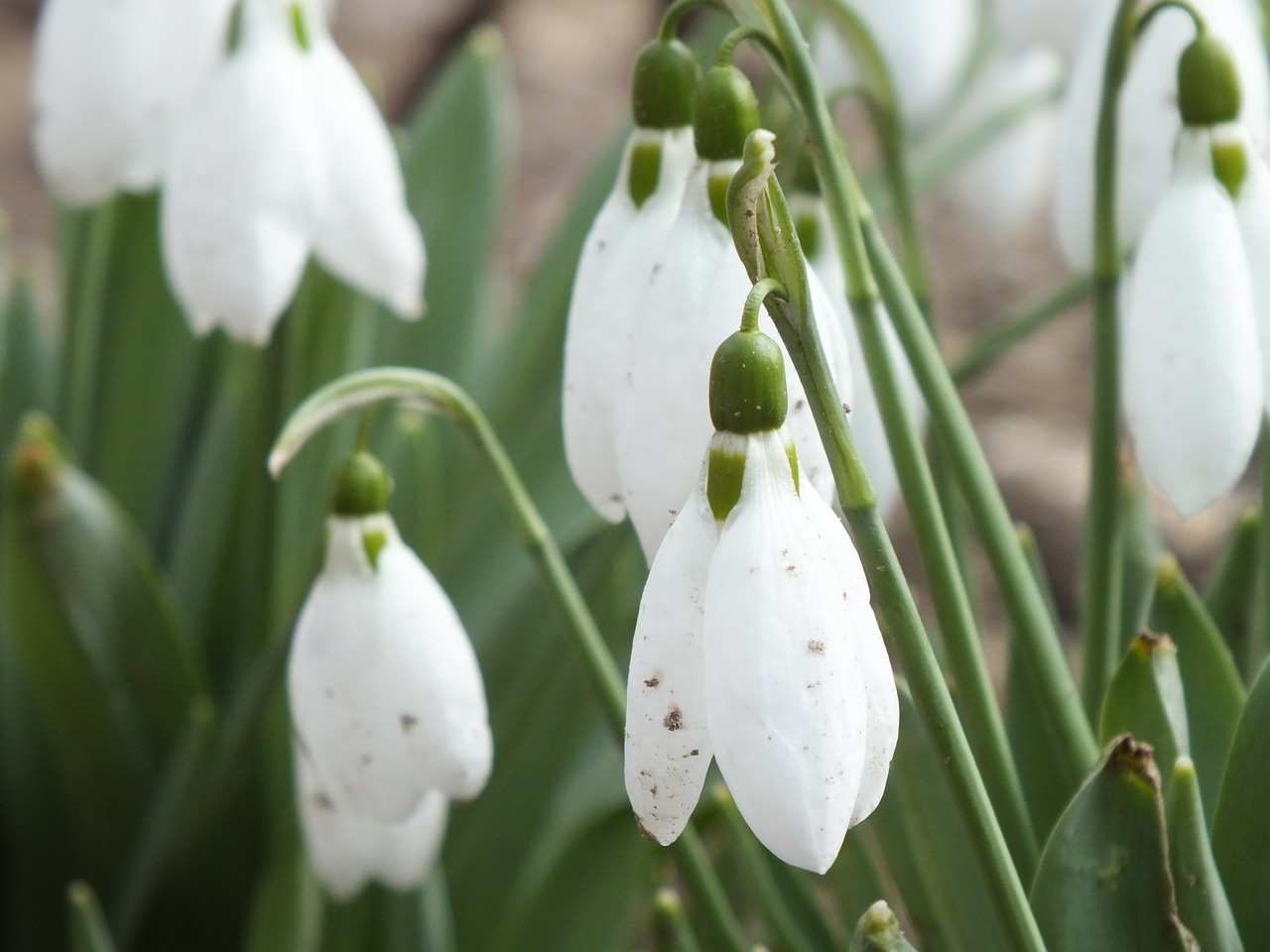 snowdrops flowers spring free photo