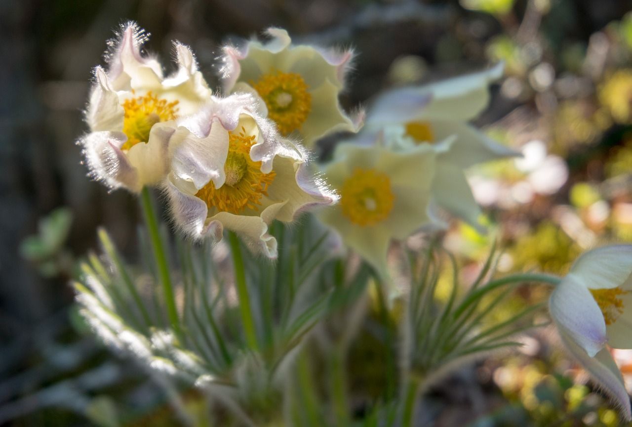 snowdrops flowers nature free photo