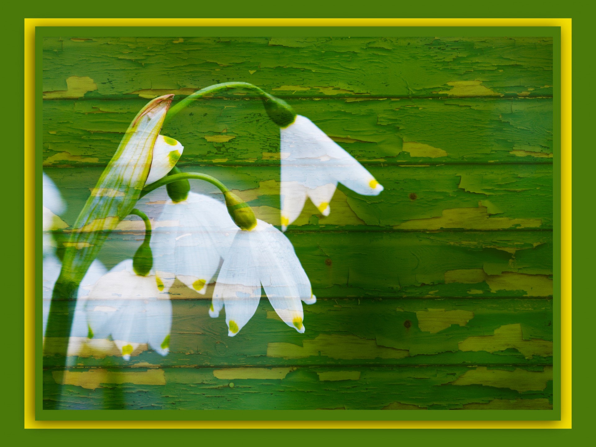 snowdrops flower flowers free photo