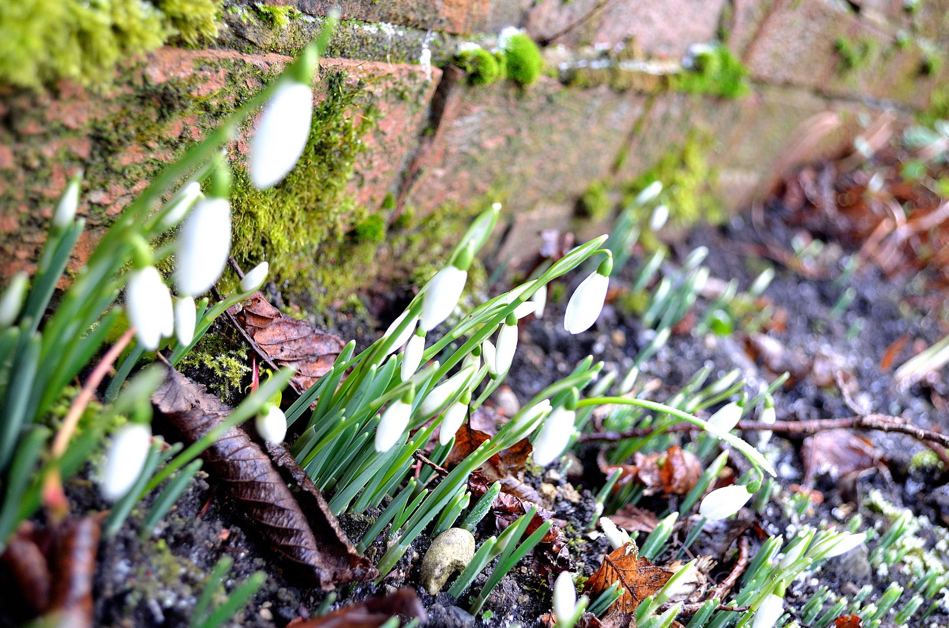 snowdrops flowers nature free photo