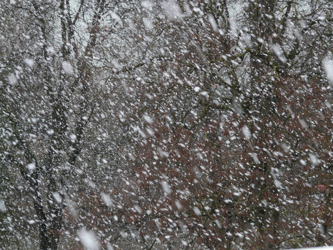 snowfall snow snowflakes free photo