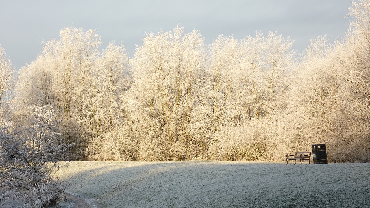 snowfall winter scenery free photo