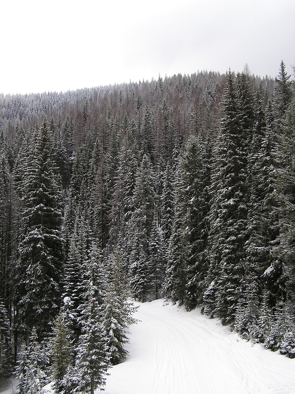 snowfall trees winter free photo