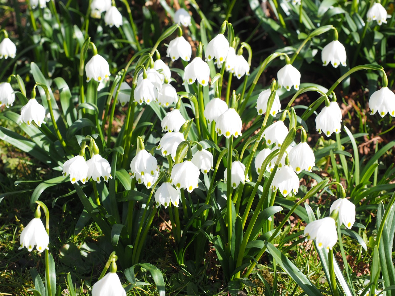 snowflake flowers spring free photo