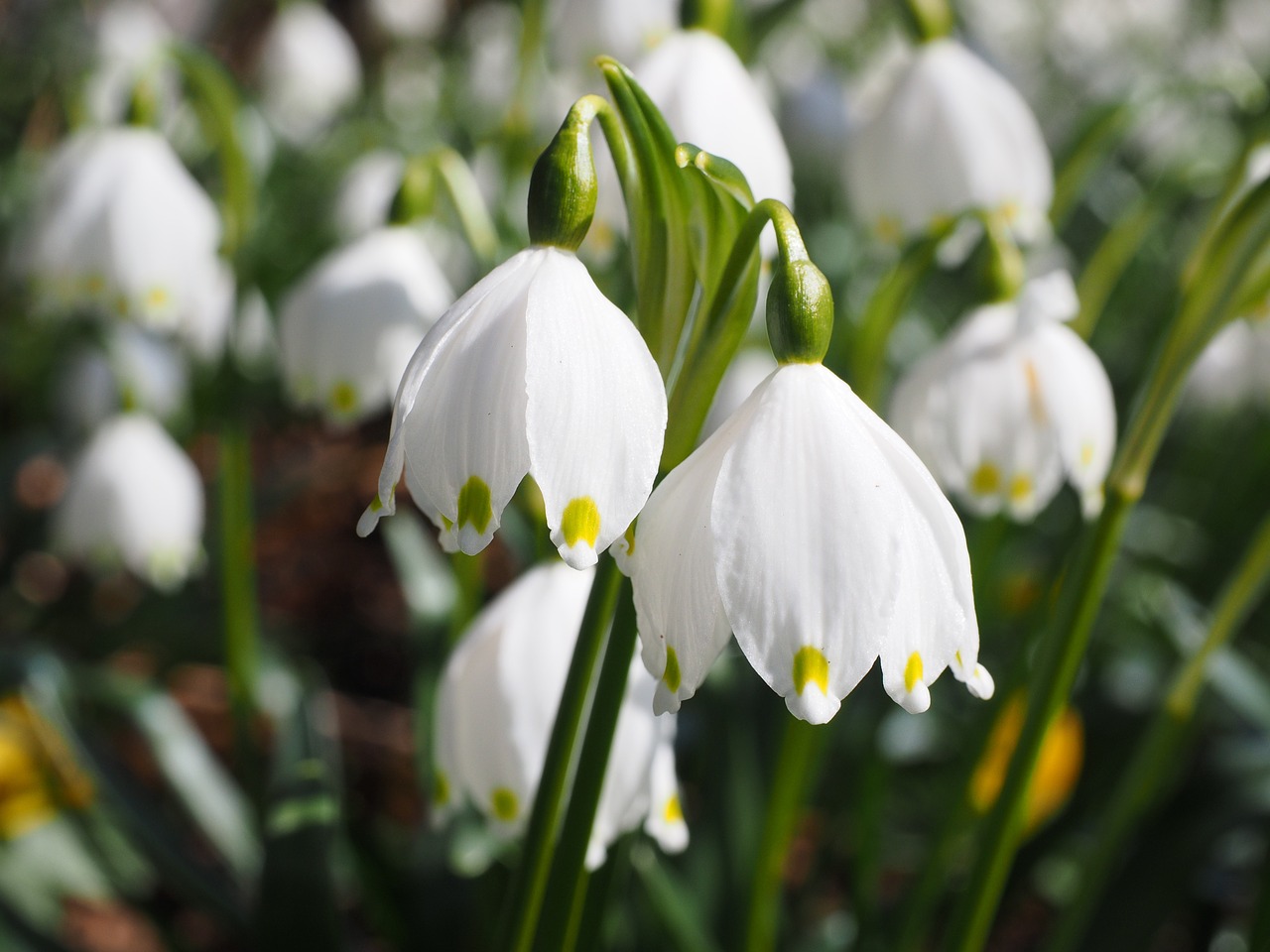 snowflake flowers close free photo