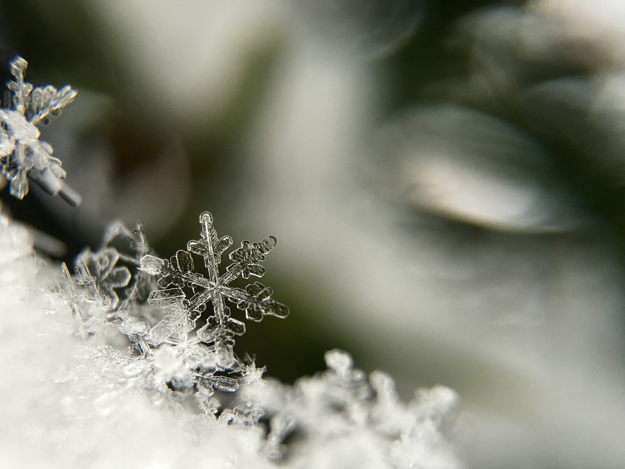 snowflake macro frost free photo