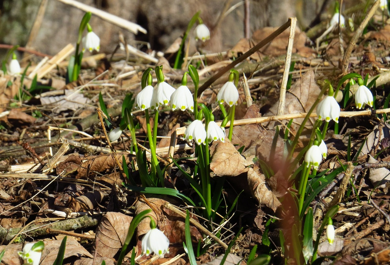 snowflake flowers spring free photo