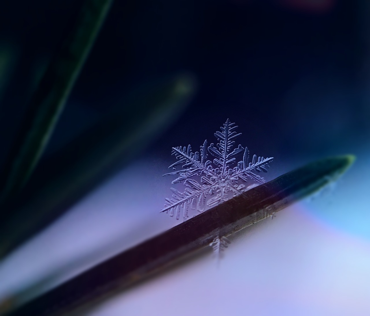 snowflake snow ice crystal free photo