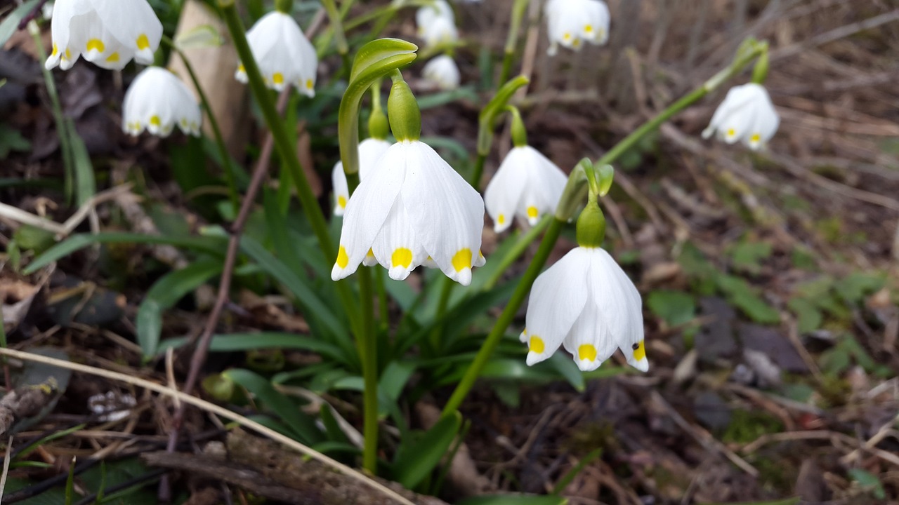 snowflake spring white free photo