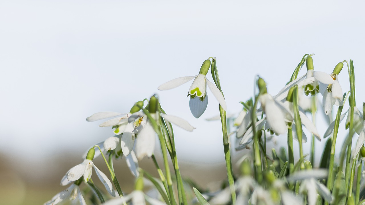 snowflake spring flower free photo