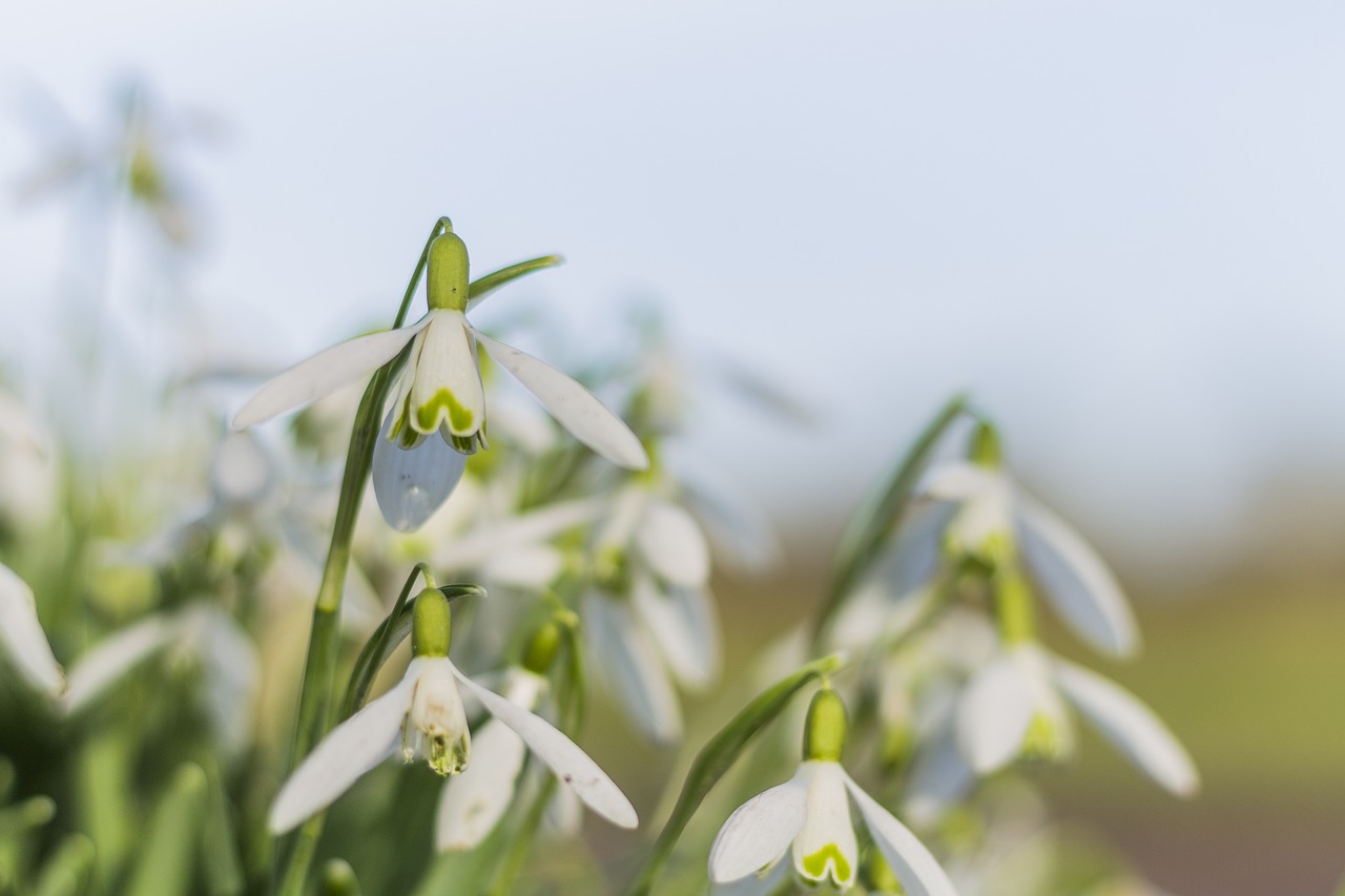 snowflake flower green free photo